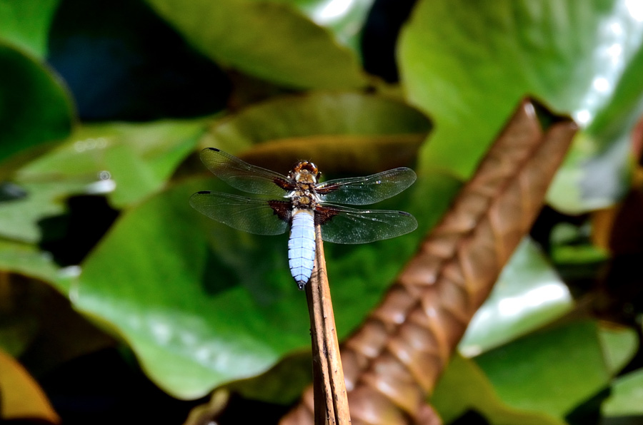 libellula di Antibes