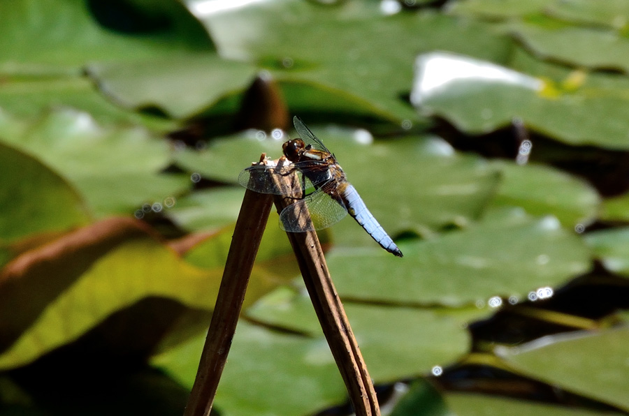 libellula di Antibes