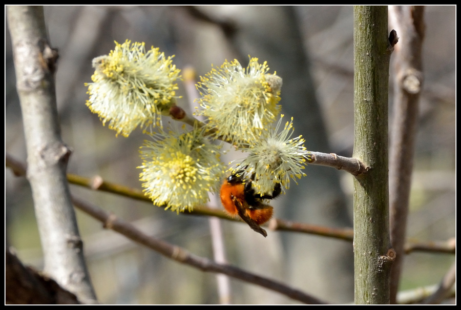 Un bombo (?) su fiori di salice..