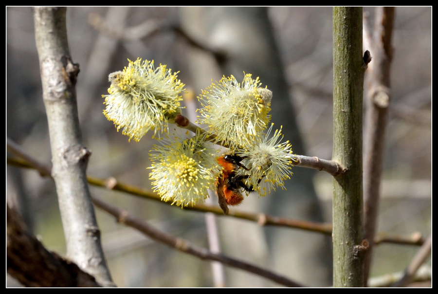 Un bombo (?) su fiori di salice..