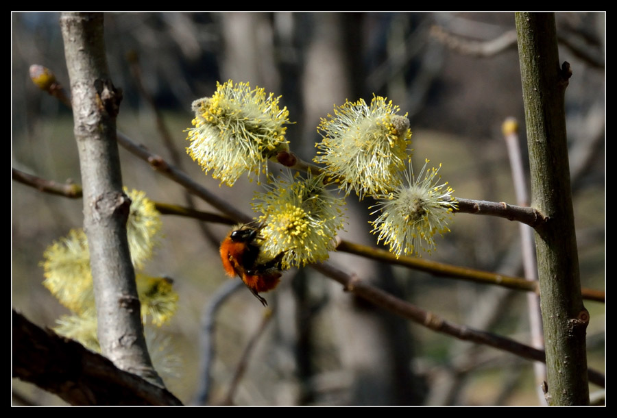 Un bombo (?) su fiori di salice..