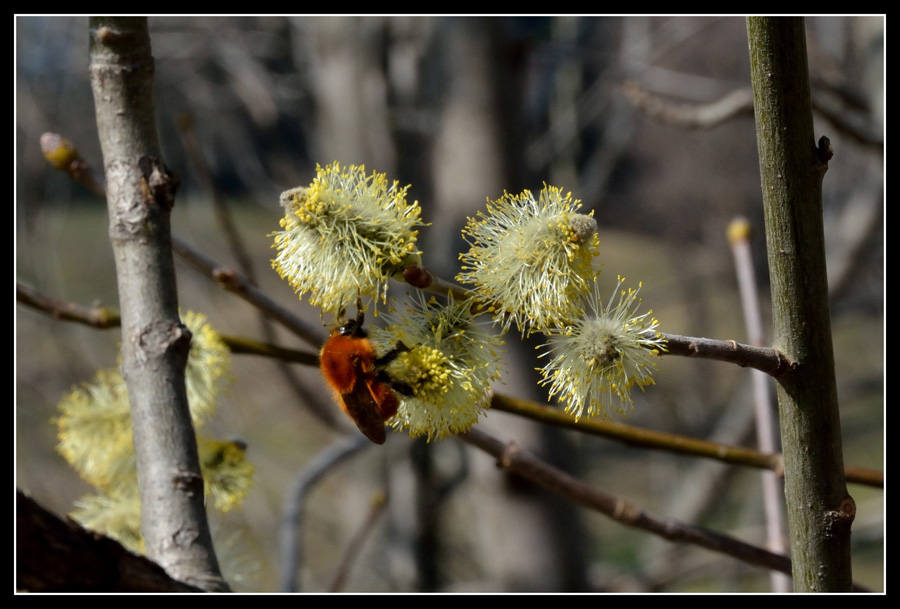 Un bombo (?) su fiori di salice..