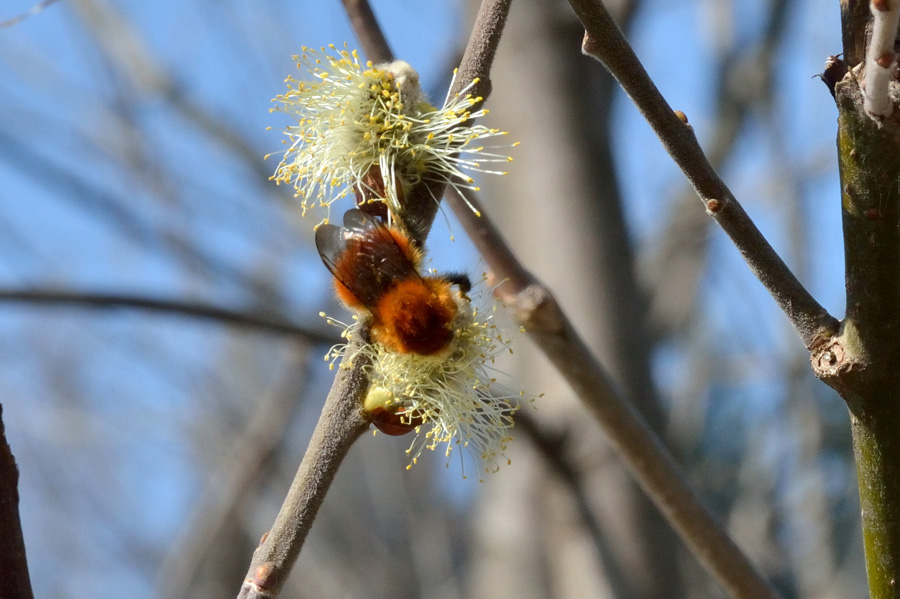 Un bombo (?) su fiori di salice..