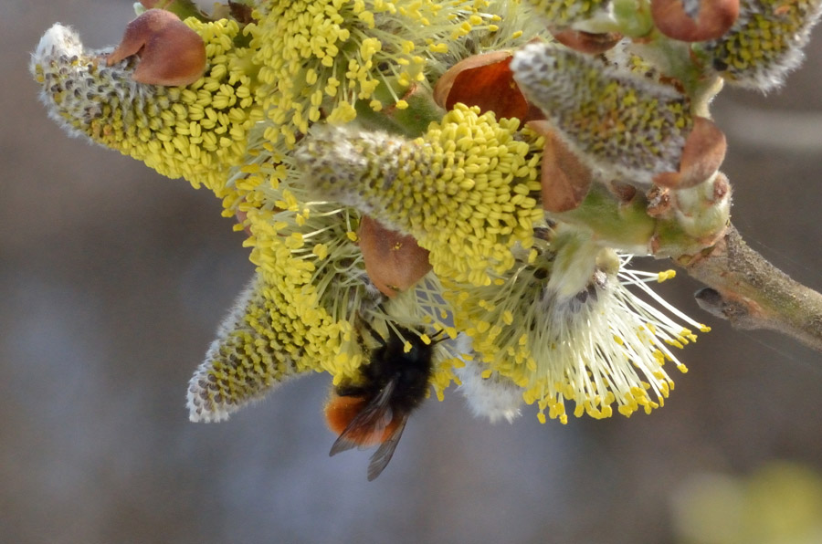 Un bombo (?) su fiori di salice..