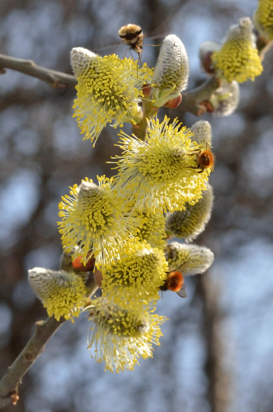 Un bombo (?) su fiori di salice..