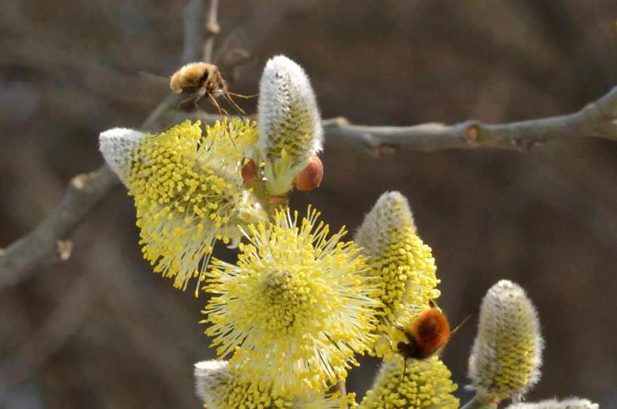 Un bombo (?) su fiori di salice..