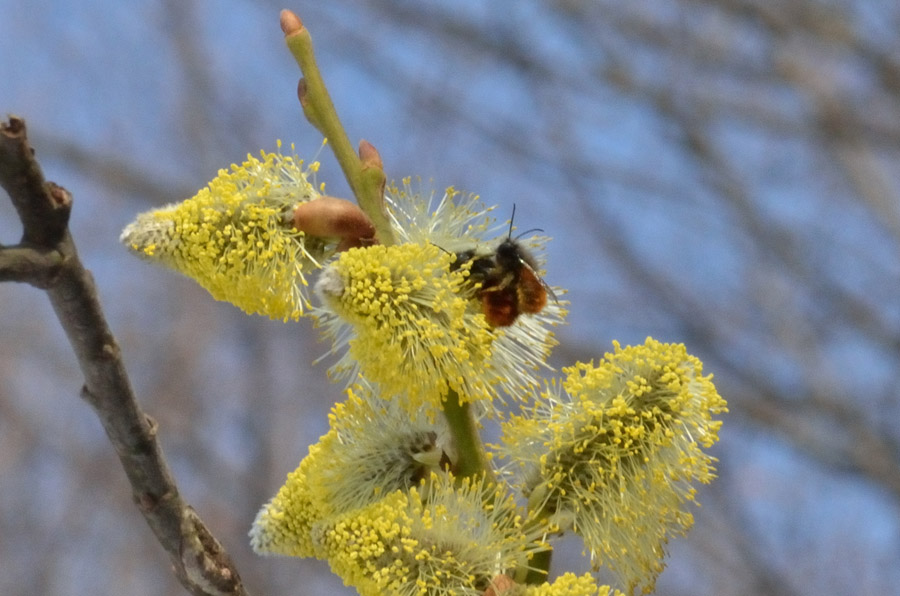 Un bombo (?) su fiori di salice..