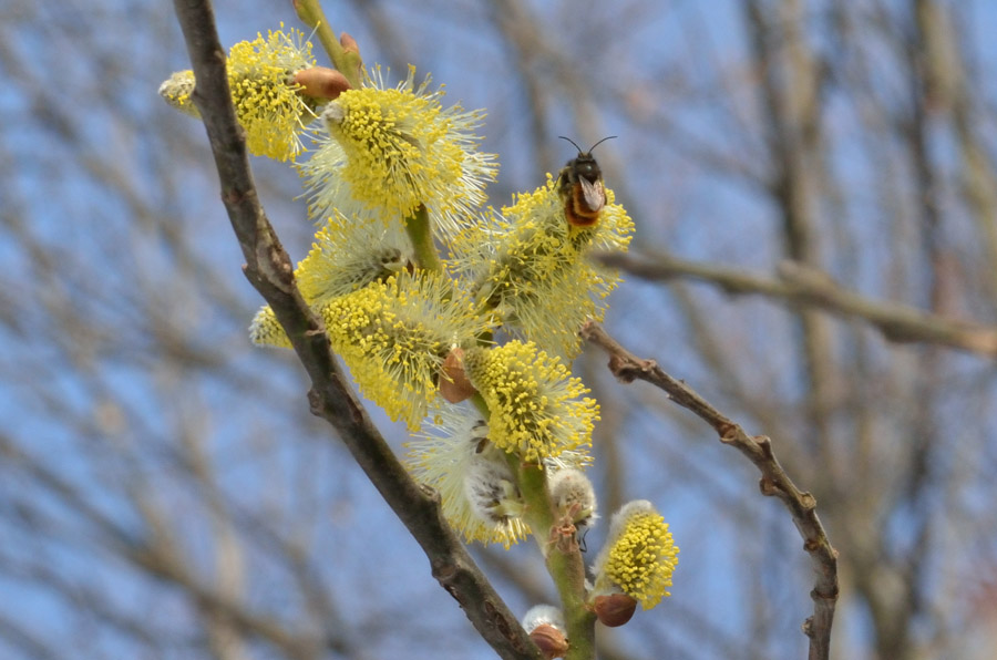 Un bombo (?) su fiori di salice..