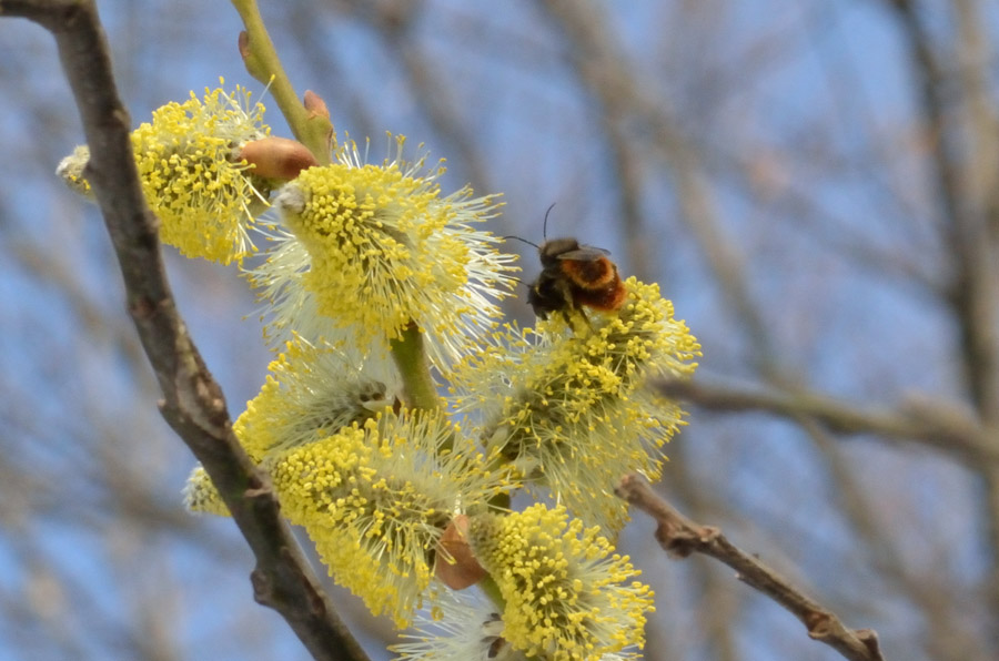 Un bombo (?) su fiori di salice..