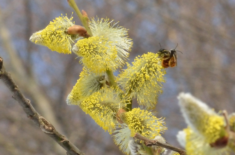 Un bombo (?) su fiori di salice..