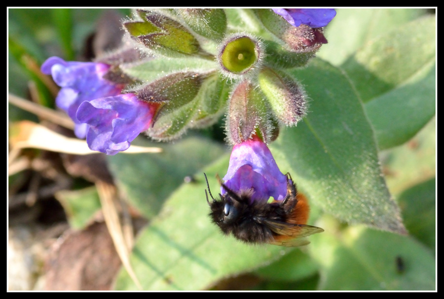 Una femmina di Osmia cornuta