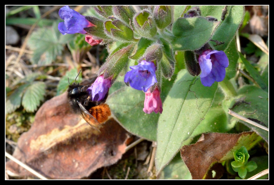 Una femmina di Osmia cornuta