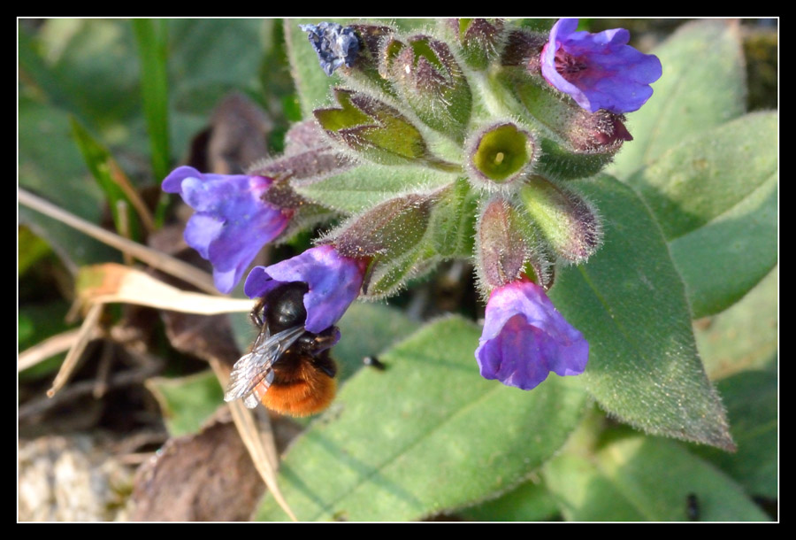 Una femmina di Osmia cornuta