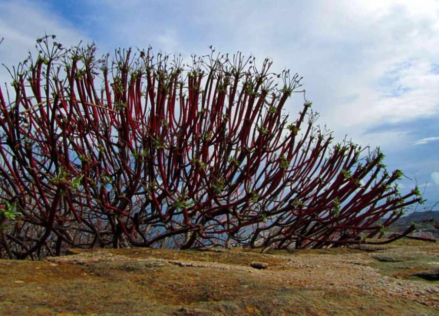 Favignana, settembre: Euphorbia dendorides