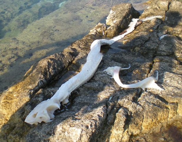 Identificazione scheletro di pesce spiaggiato.