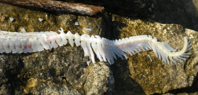 Identificazione scheletro di pesce spiaggiato.