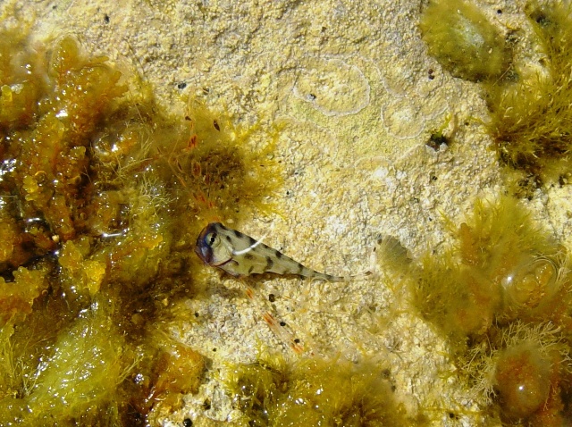 Identificazione stranissimo pesce(giovanile di Zu cristatus)