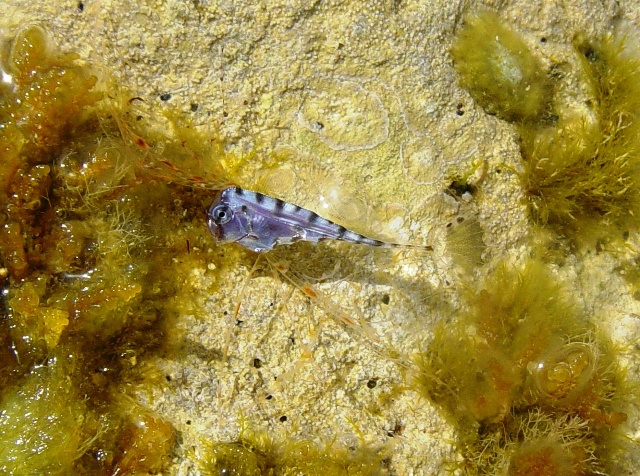 Identificazione stranissimo pesce(giovanile di Zu cristatus)