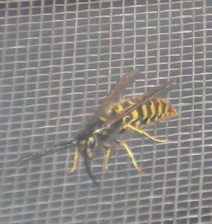 Vespula sp., maschio.