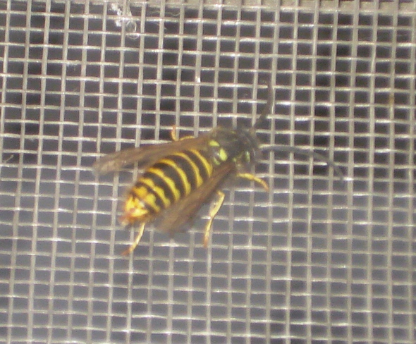 Vespula sp., maschio.