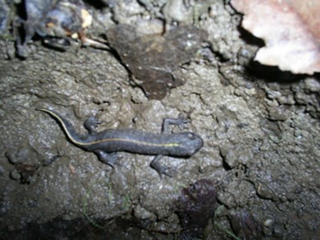 Primo incontro con un  triturus carnifex!