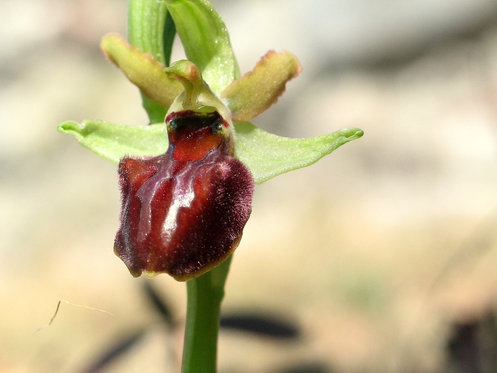 Prime Ophrys sphegodes anche da noi