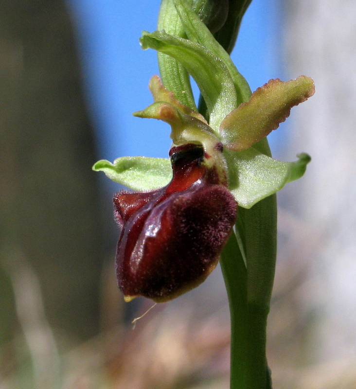 Prime Ophrys sphegodes anche da noi