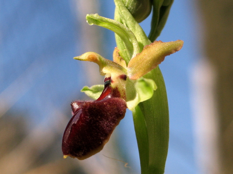 Prime Ophrys sphegodes anche da noi