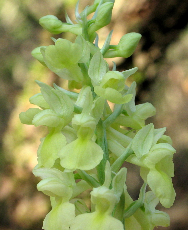 Orchis pallens