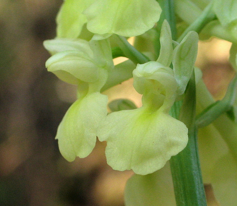 Orchis pallens