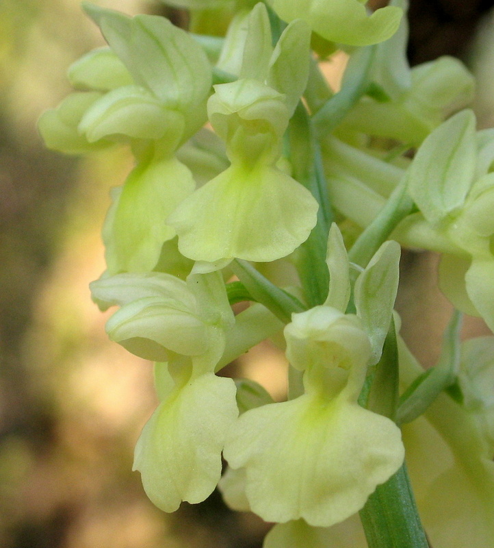 Orchis pallens