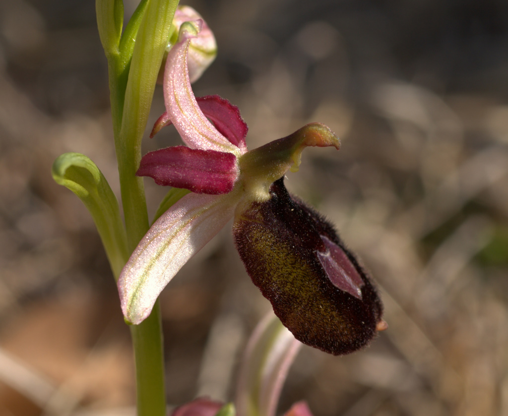 Prime Oprhrys benacensis