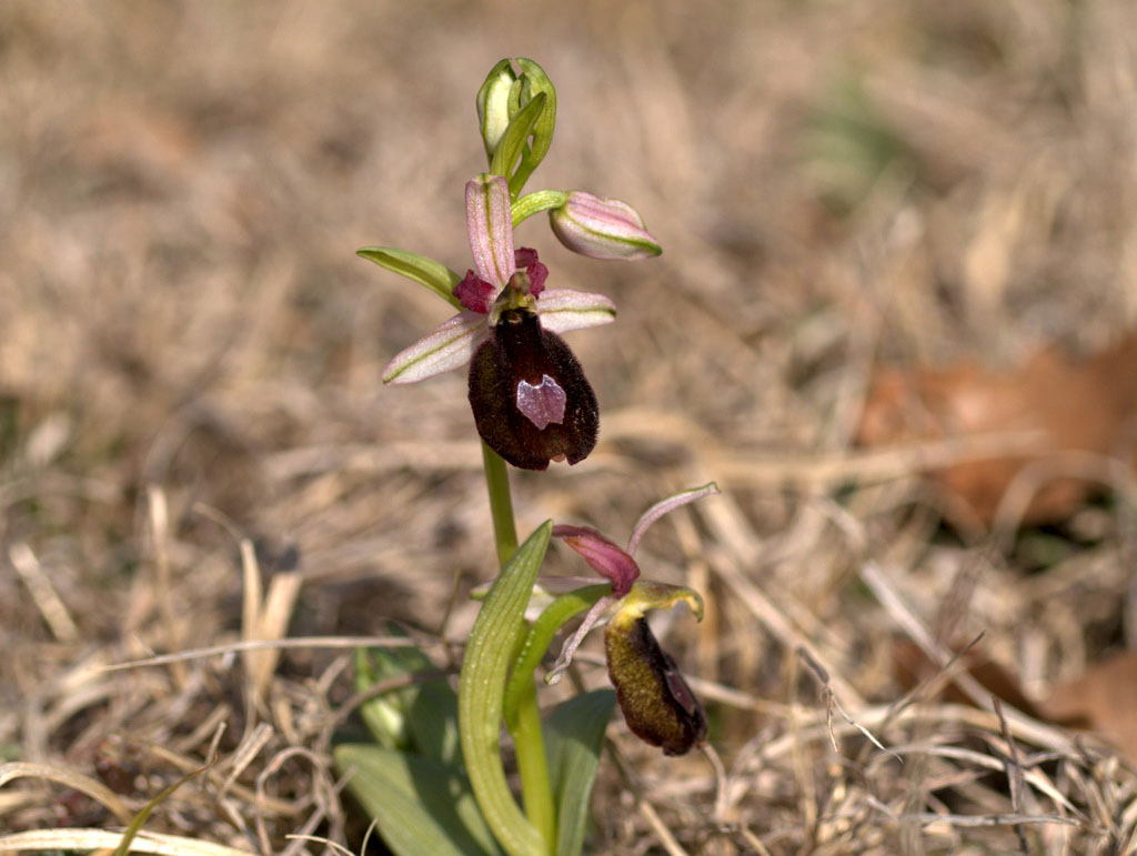 Prime Oprhrys benacensis