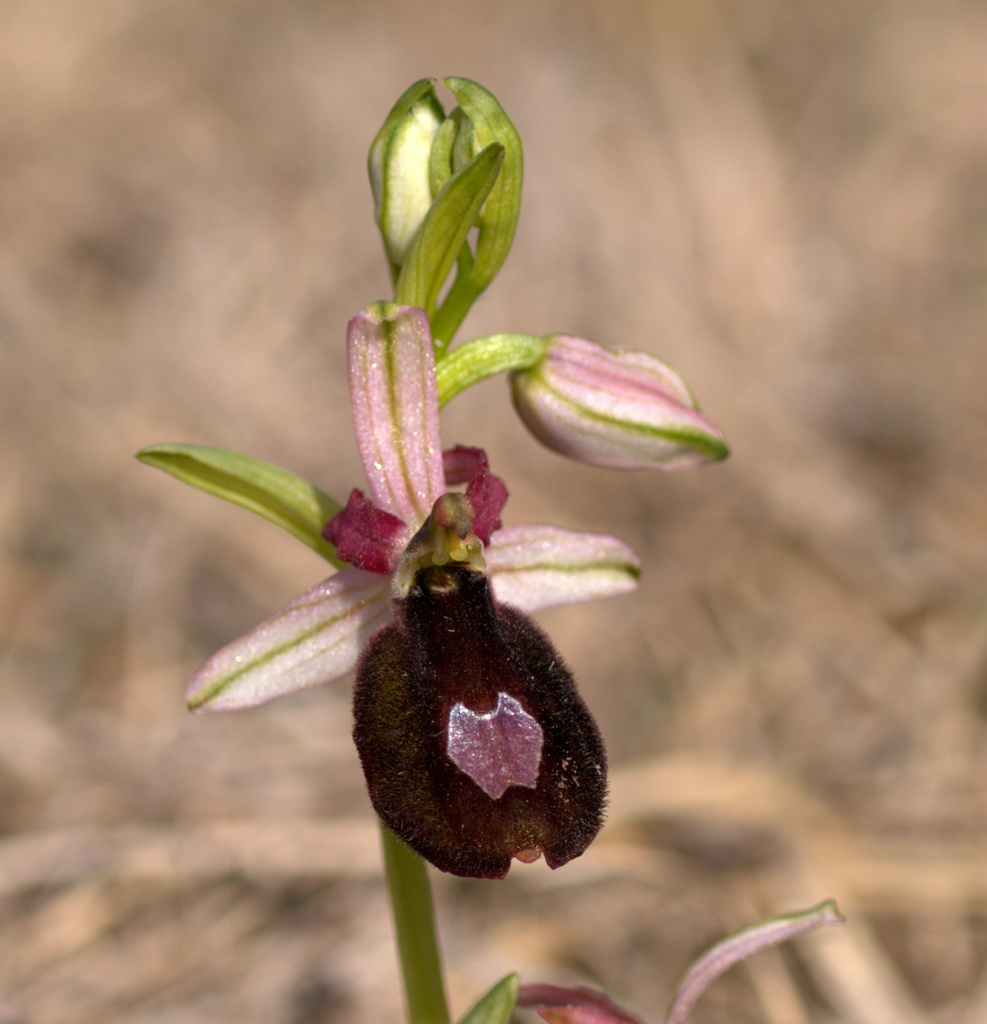 Prime Oprhrys benacensis