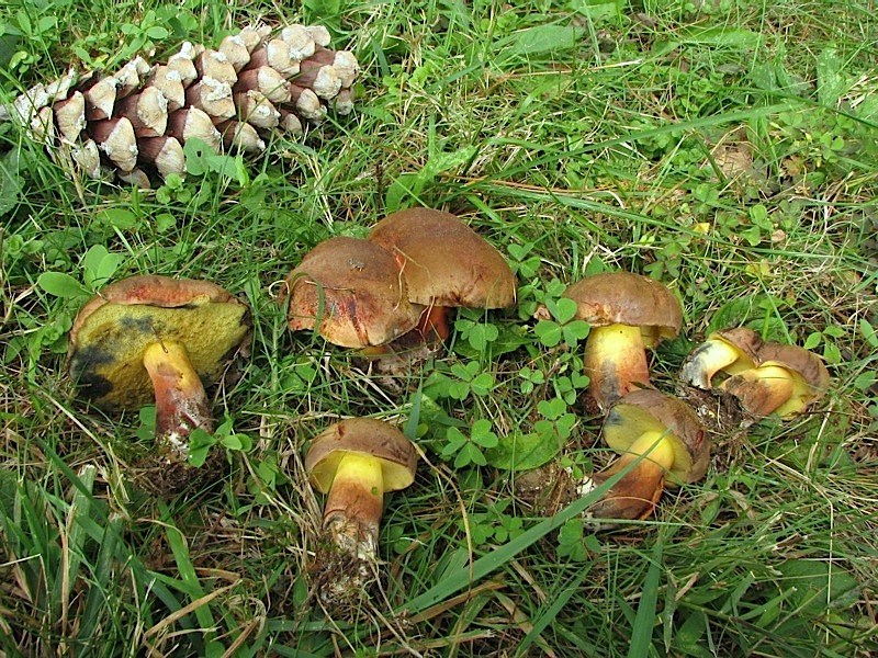 Boletus pseudoregius ?