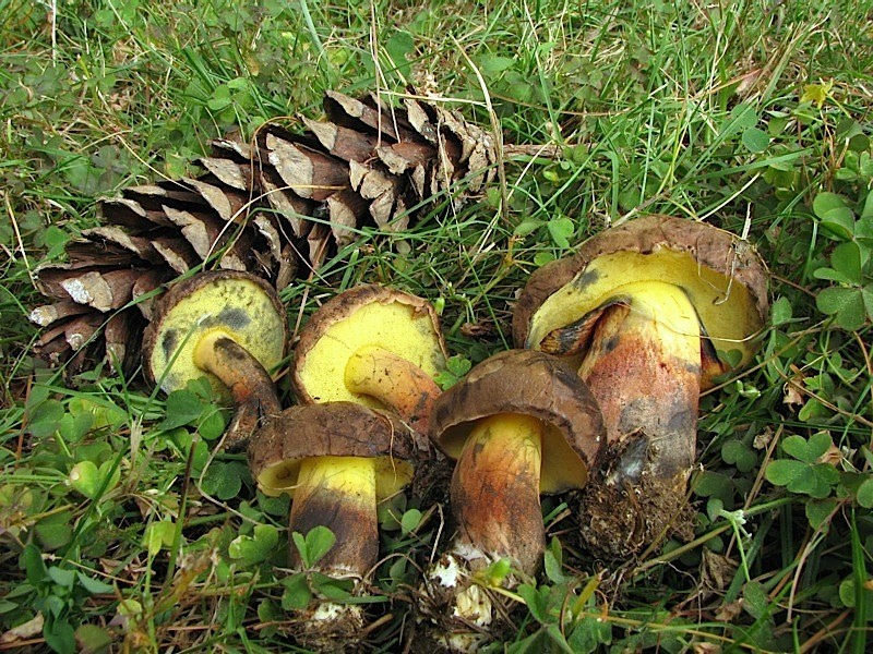 Boletus pseudoregius ?