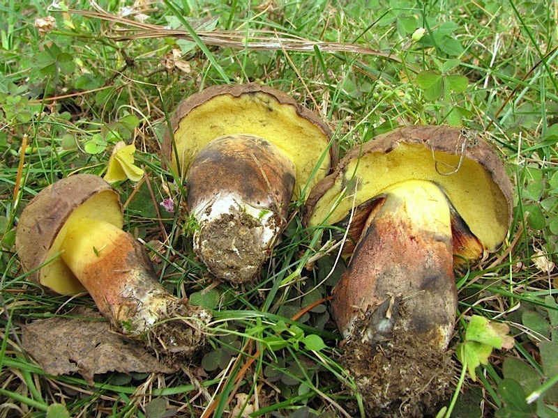 Boletus pseudoregius ?