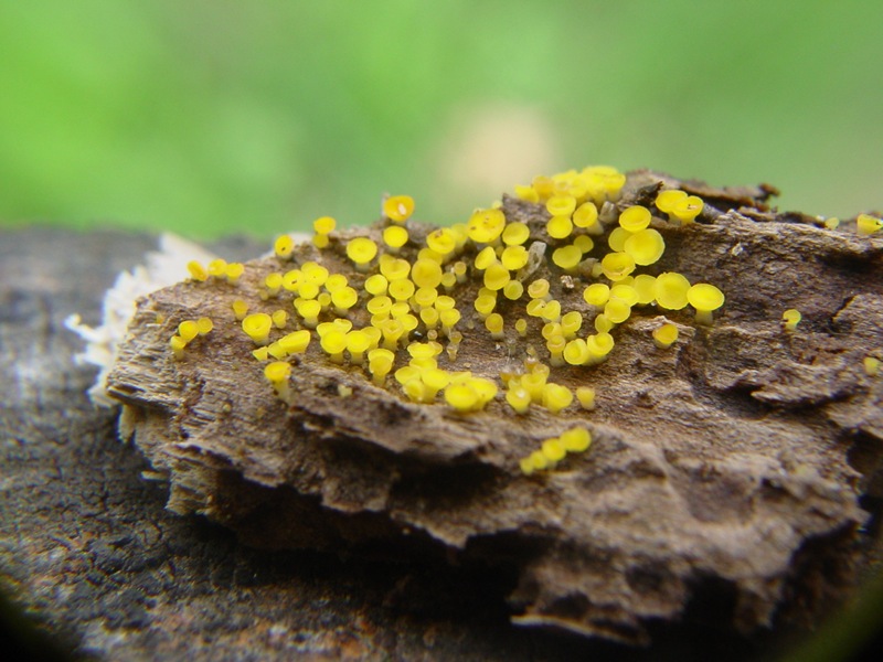 Bisporella  citrina?