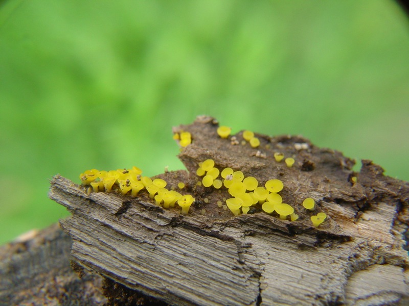 Bisporella  citrina?