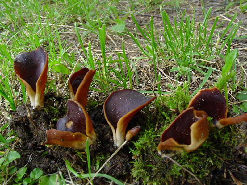 Un ascomicete poco comune: Helvella silvicola