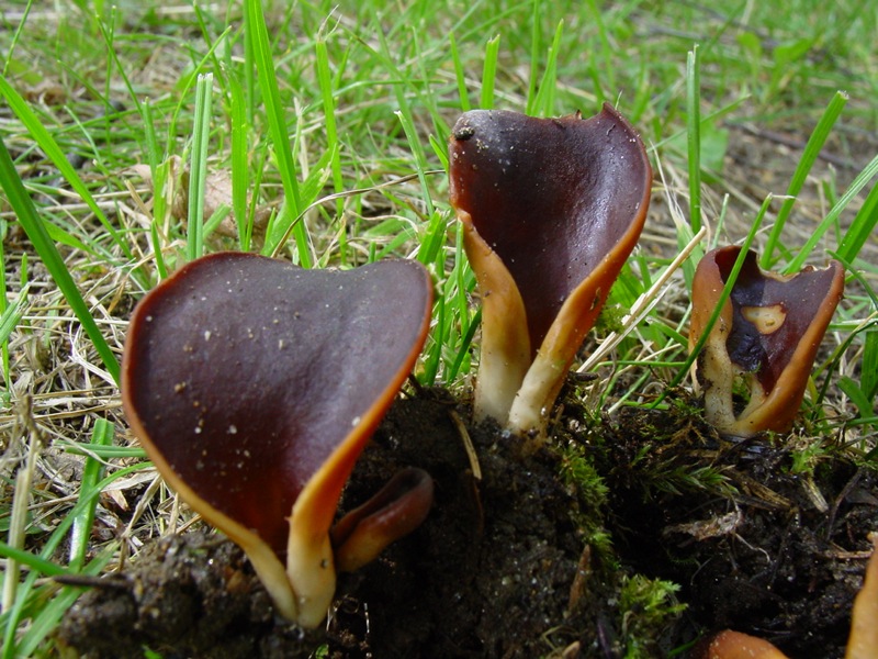 Un ascomicete poco comune: Helvella silvicola