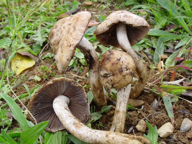 Psathyrella sp.