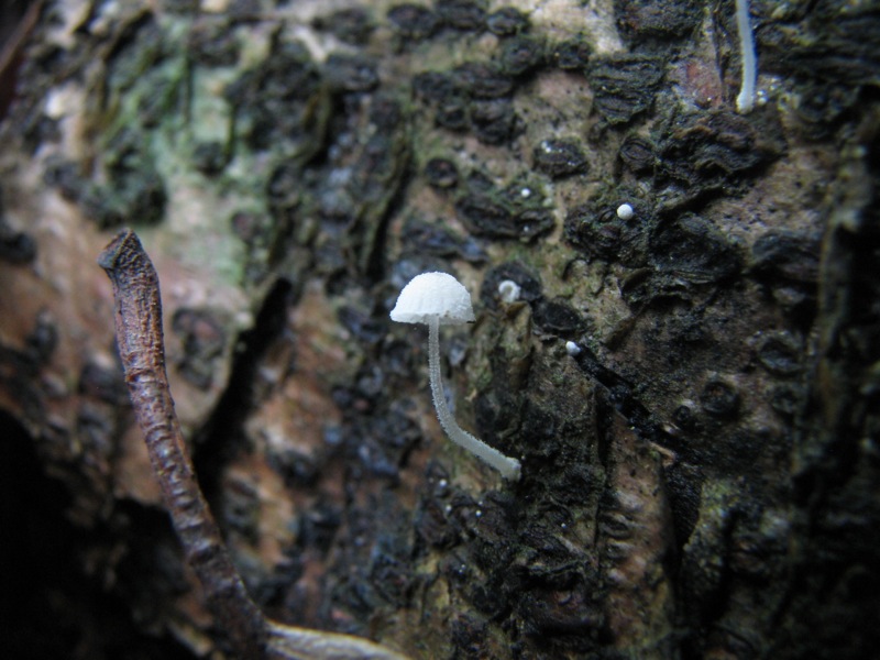 Mycena pseudocorticola?