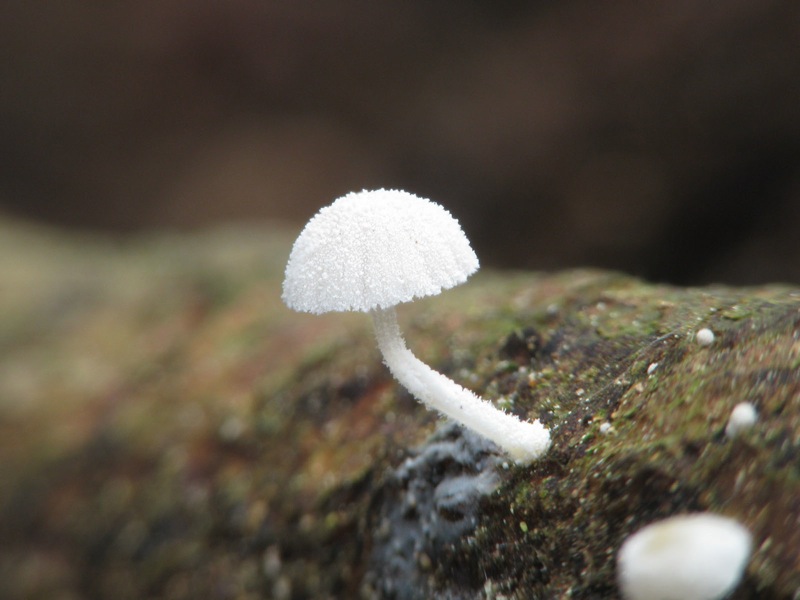 Mycena pseudocorticola?