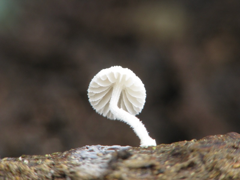 Mycena pseudocorticola?