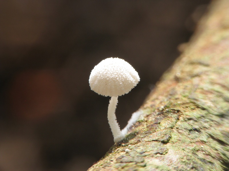 Mycena pseudocorticola?