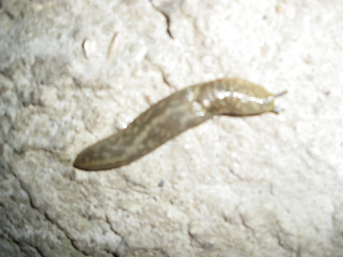 Limacus cfr.flavus