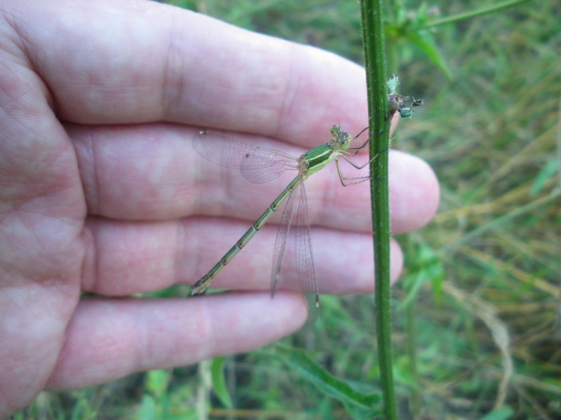 che lestes ?