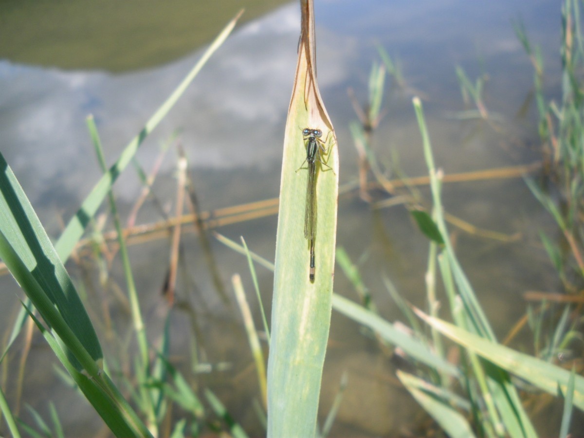 ischnura da identificare