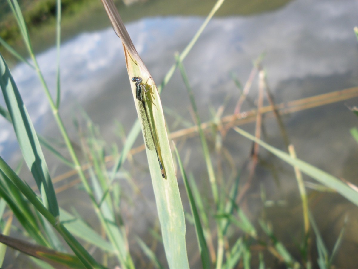 ischnura da identificare